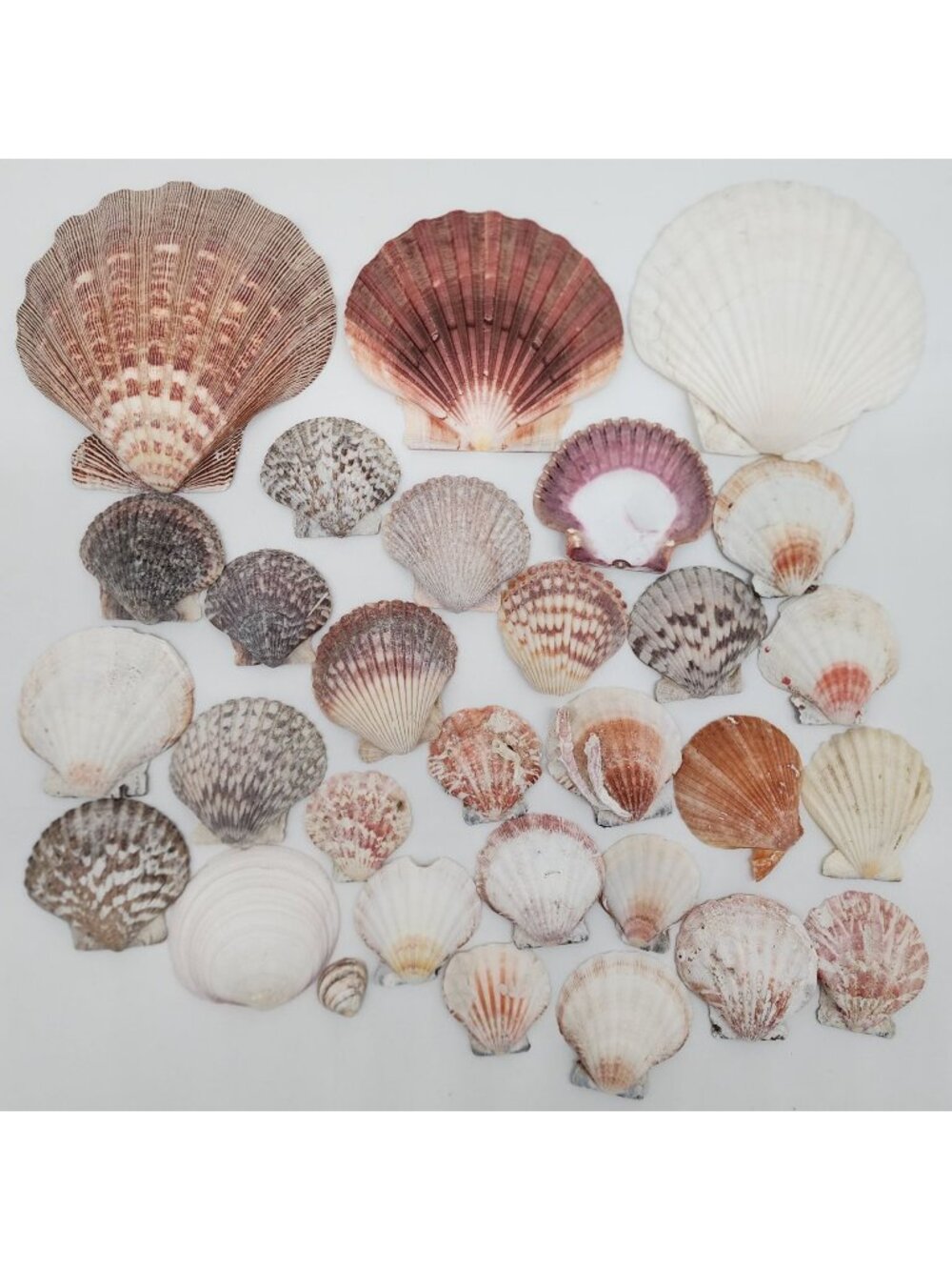 Assorted Colorful Natural Scallop Shells Sea Collection Décor & Crafts Nautical